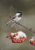 Image. Black-capped Chickadee