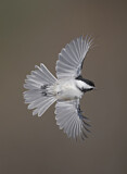 Image. Black-capped Chickadee