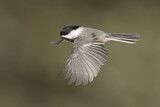 Image. Black-capped Chickadee