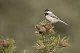Image. Black-capped Chickadee
