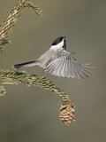 Image. Black-capped Chickadee