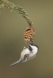 Image. Black-capped Chickadee