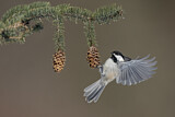 Image. Black-capped Chickadee