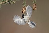 Image. Black-capped Chickadee