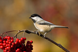 Image. Black-capped Chickadee