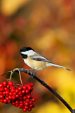 Image. Black-capped Chickadee