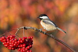 Image. Black-capped Chickadee