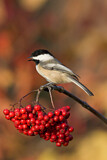 Image. Black-capped Chickadee