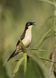 Image. Black-capped Donacobius