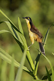 Image. Black-capped Donacobius