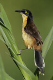 Image. Black-capped Donacobius