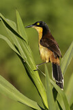 Image. Black-capped Donacobius