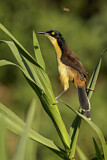 Image. Black-capped Donacobius