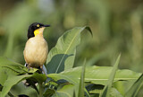 Image. Black-capped Donacobius