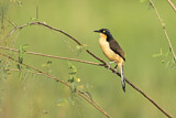 Image. Black-capped Donacobius