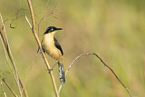 Image. Black-capped Donacobius