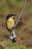Image. Black-capped Donacobius