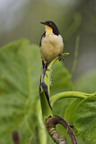 Image. Black-capped Donacobius