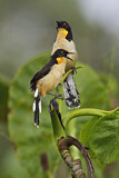 Image. Black-capped Donacobius