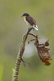Image. Black-capped Donacobius