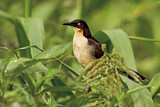 Image. Black-capped Donacobius