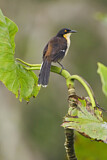 Image. Black-capped Donacobius