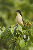 Image. Black-capped Donacobius