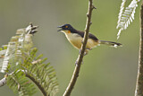 Image. Black-capped Donacobius