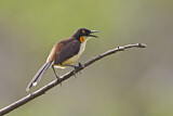 Image. Black-capped Donacobius
