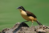 Image. Black-capped Donacobius