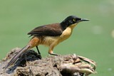 Image. Black-capped Donacobius