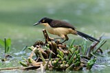 Image. Black-capped Donacobius