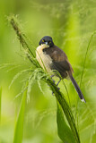 Image. Black-capped Donacobius