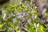 Image. Black-capped Gnatcatcher