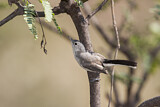 Image. Black-capped Gnatcatcher