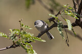 Image. Black-capped Gnatcatcher