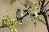 Image. Black-capped Gnatcatcher