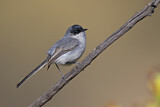 Image. Black-capped Gnatcatcher