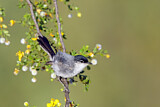 Image. Black-capped Gnatcatcher