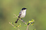 Image. Black-capped Gnatcatcher