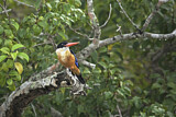 Image. Black-capped Kingfisher