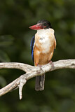 Image. Black-capped Kingfisher