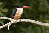 Image. Black-capped Kingfisher