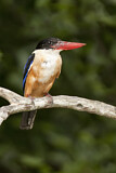 Image. Black-capped Kingfisher