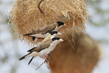 Image. Black-capped Social Weaver