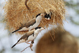 Image. Black-capped Social Weaver