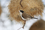 Image. Black-capped Social Weaver
