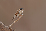 Image. Black-capped Social Weaver