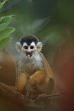Image. Black-capped Squirrel Monkey