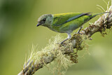 Image. Black-capped Tanager